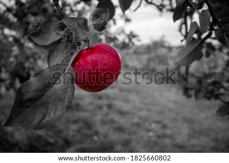 Color emphasis on an apple hanging in it's tree.