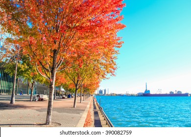 Color Fall Trees At Urban Beach Park, Sugar Beach, Toronto, Canada