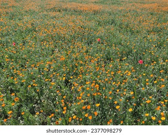 campo color las flores