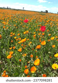 campo color las flores