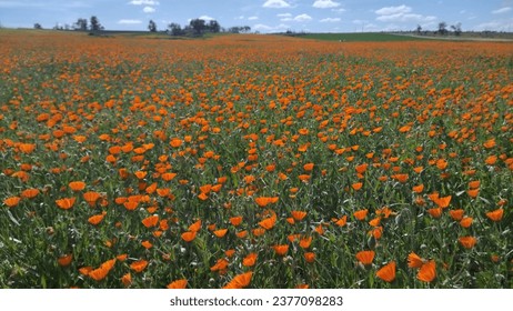 campo color las flores