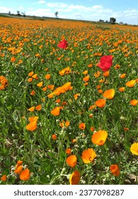 campo color las flores