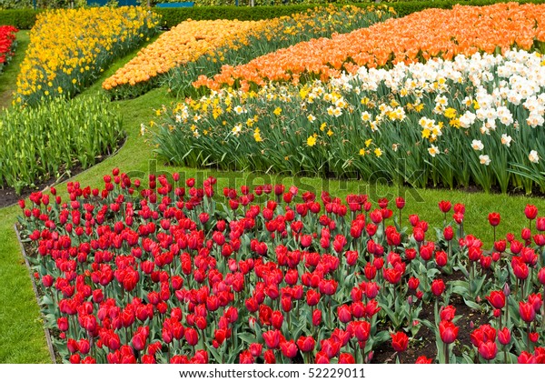 Color flower\
fields in Holland in the\
spring