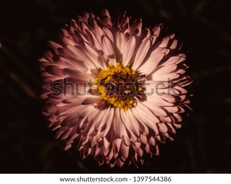 Foto Bild Nahaufnahme einer Blüte mit weißen und rosa Blütenblättern von Helipterum roseum