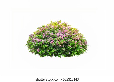 Color Flower Tree Isolated White Background