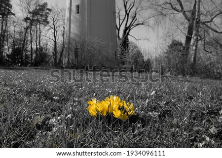 Similar – Image, Stock Photo Tulip in Winter Flower