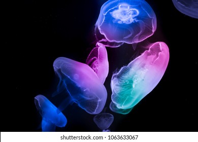 Color Ful Jelly Fish Swimming