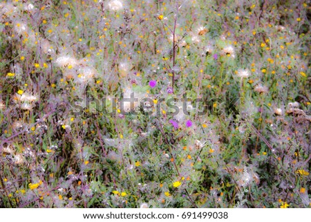 Similar – summer meadow Colour photo