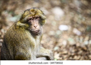 Imagen de color de un mono macaco en Marruecos. Foto de stock