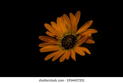 Color Image Of An Orange Namaqualand Daisy Petals