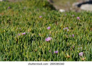 Color Landscape Photo Of Flowering Pig Face Plant