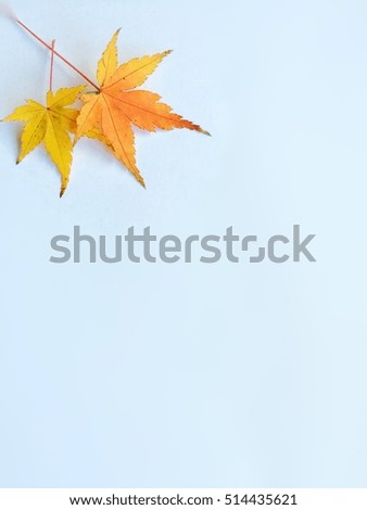 Similar – Autumn leaves with watering can and garden tools