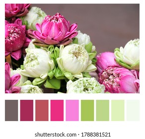 Color Matching Palette With Complimentary Colour Swatches. Traditional Flowers Offering For Donation A The Buddha. Bouquet Of Lotus Flower Offerings Of White And Purple Colors 