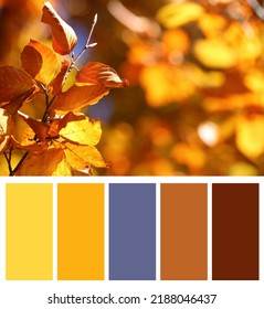 Color palette appropriate to photo of tree with beautiful bright autumn leaves outdoors, closeup - Shutterstock ID 2188046437