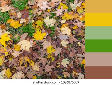 Color Palette Of Fall Leaves As Autumn Background