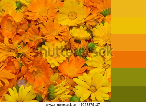 Color Palette Marigold Flowers Background Stock Photo Edit Now