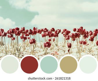 Color Palette Of Retro Red Spring Tulips Blossom