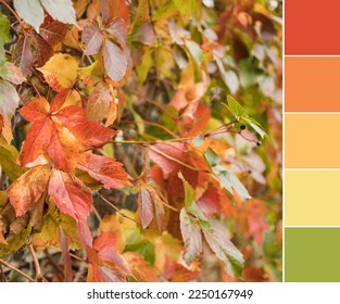 Color palette swatches of amazing autumn leaves of Parthenocissus quinquefolia plant. Blurred background. Yellow-green, pastel orange and light red in fashion color combination. Colorful inspiration.