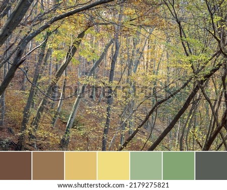 Color palette swatches of autumn forest with brown tree stems, green yellow orange leaves. Shallow depth of focus. Trendy warm pastel combination of colors, inspired by natural beauty of fall season.