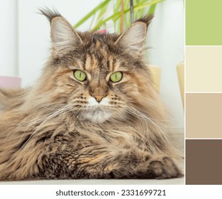 Color palette swatches of beige brown Maine coon cat with green eyes, looking at camera. Close up portrait. Natural combination of colors, inspired by nature. Pastel colors in neutral ground gamma. - Powered by Shutterstock