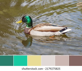 Color palette swatches of colorful wild duck waterbird with green head in the water. Pastel trendy combination of warm brown, beige, teal and yellow colors. Colorful inspiration from natural beauty.