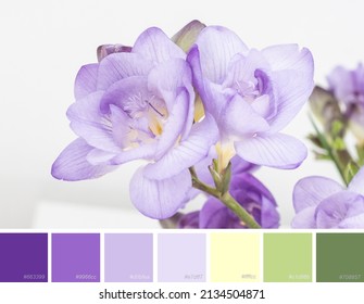 Color palette swatches of pastel violet creamy yellow green colors of freesia flower blossom. Natural trendy combination, bright and pale shades and tones, hex codes. Colorful inspiration from nature.