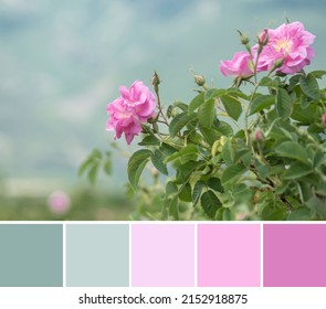 Color palette swatches of rosy pink Kazanlak Damascena rose on blurred green blue mountains background in the valley of roses. Pastel trendy combination. Colorful inspiration from natural beauty. - Shutterstock ID 2152918875