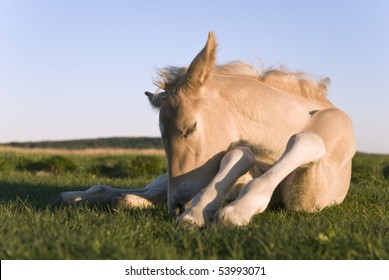 A color photo of a beautiful beige newborn foal sleeping in the grass