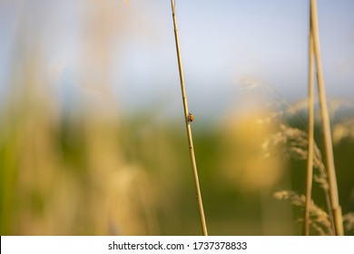 Color photo of a single ladybug climbing on a reed - Powered by Shutterstock