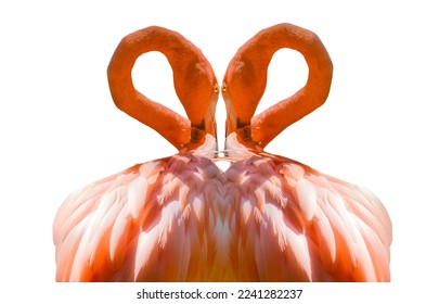 Color photo of two identical flamings facing each other to form a heart shape with their necks and faces. They are eye-to-eye in a perfectly symmetrical pose.  - Powered by Shutterstock