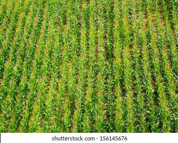 Color Photography Of Green Sweetcorn Field From The Top View       