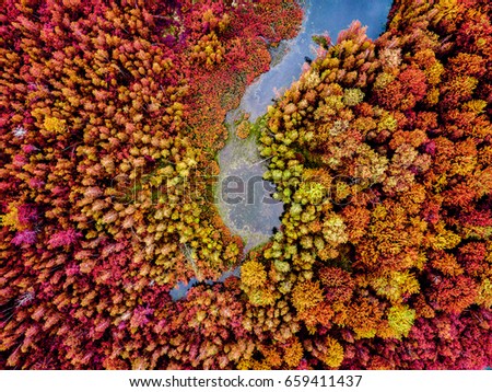 Similar – Autumn flowers and leaves on blue