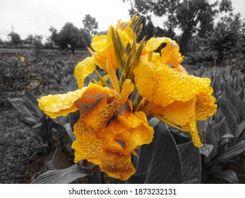 black and white photography with yellow color splash