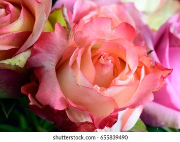 Color still life floral macro flower portrait of a single orange pink white blooming rose blossom within a bouquet with natural background with detailed texture in bright mellow tones - Shutterstock ID 655839490