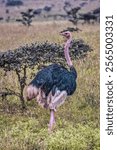 Color stock image of Ostrich, Nairobi National Park