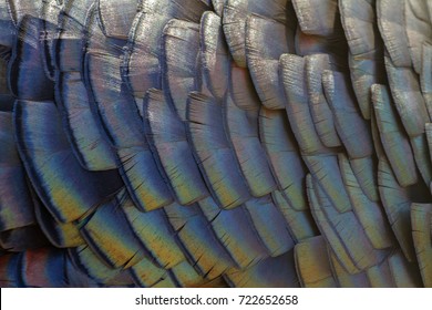 Color Turkey Feathers
