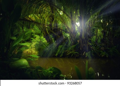 Color  View Of Nice Color Misty  Tropical Jungle