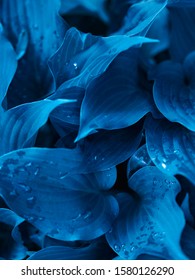 Color of the year 2020 classic blue background made of fresh wet leaves. Tropical leaves foliage, abstract leaves texture, natural floral background. Classical blue creative and moody toned picture.