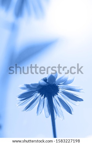 Similar – forget-me-not Colour photo