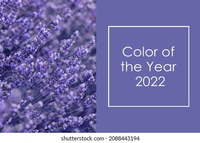 Color of the Year 2022 Very Peri. Creative design for trendy color illustration. Beautiful image of Lavender flowers.