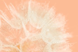 Color Of The Year 2024 Peach Fuzz. Beautiful Soft Background. Parachutes Dandelion. Copy Space. Soft Focus On Water Droplets. Circular Shape, Abstract Background.
