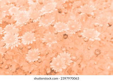 Color of the year 2024 peach fuzz. Blossoming chrysanthemum flowers in summer garden. Beautiful natural background. Fashionable pantone color trend concept
