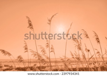 Color of the year 2024: Peach Fuzz. Fashionable pantone trendy color of 2024 year. Winter landscape with dry frozen grass against snow covered plain, sky and sun at sunset. Natural background