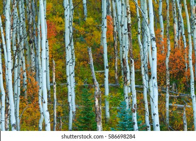 Colorado in Autumn with beautiful white Aspen trees. With a yellow and gold background.