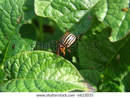 Colorado beatle jumping from a leaf on a leaf