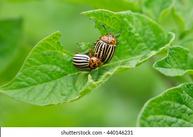 Garden Pests Images Stock Photos Vectors Shutterstock