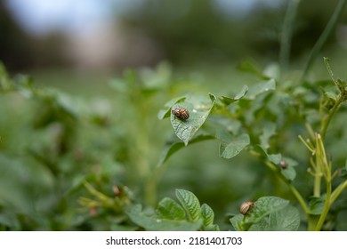 Colorado Beetle, Potato Bug, Close-up