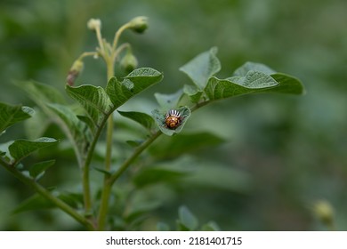 Colorado Beetle, Potato Bug, Close-up