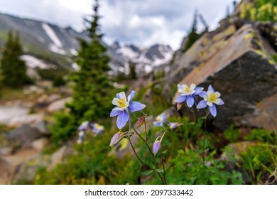 Colorado Blue Columbine - A bunch of wild Colorado Blue Columbine blooming at side of Isabelle Glacier Trail in Indian Peaks Wilderness, Colorado, USA.