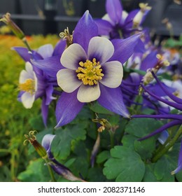 Colorado Blue Columbine Flower Bloom